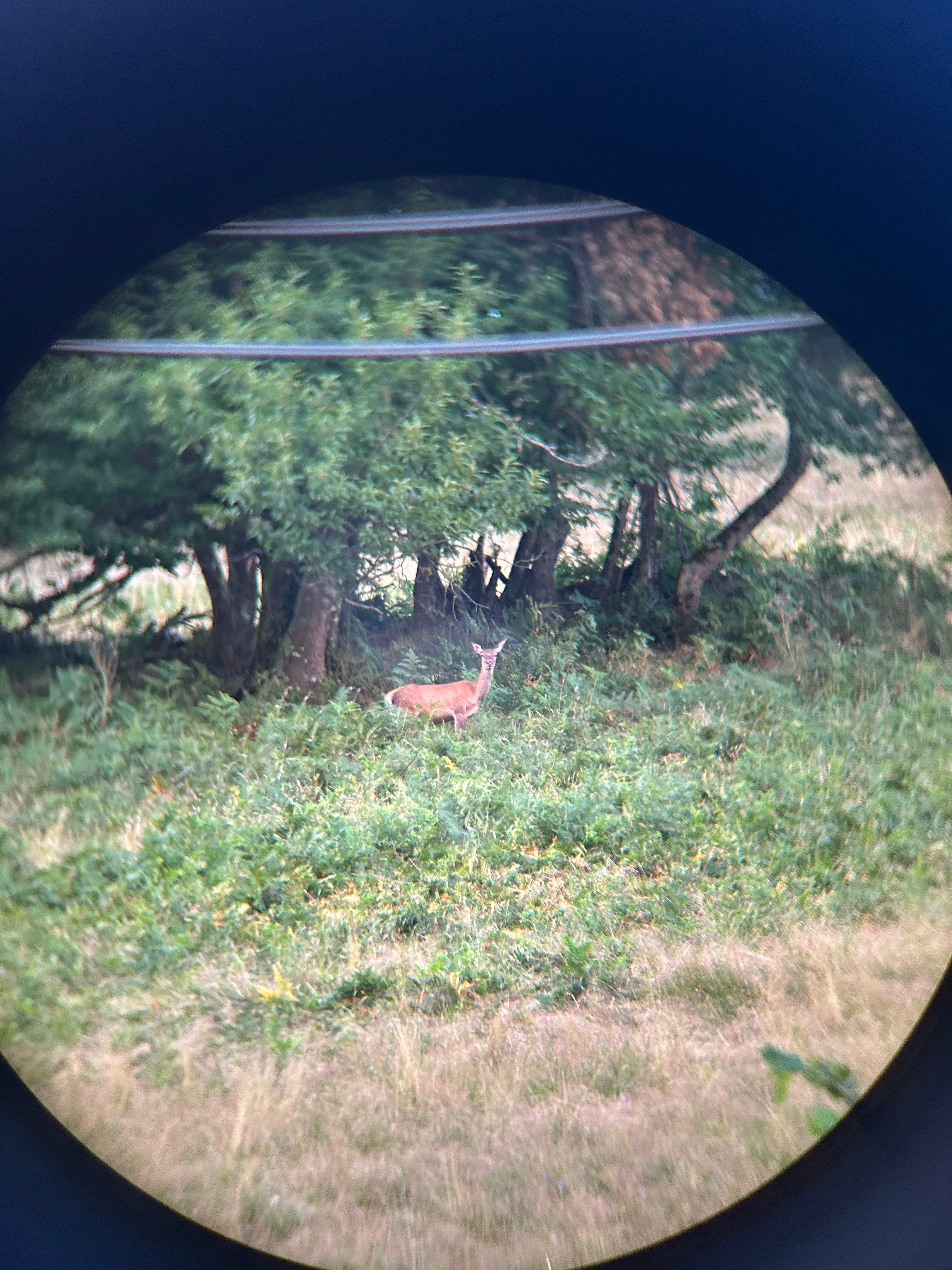 Biche Ariège